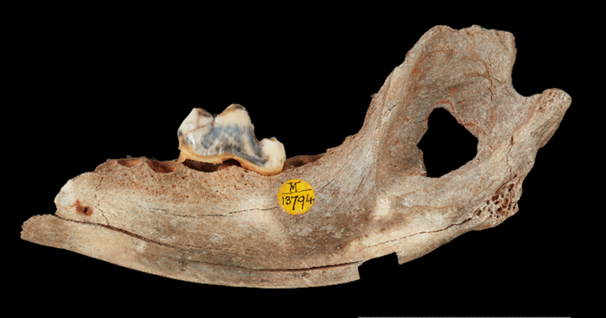 Major scientific breakthrough reveals cavemen had dogs similar to 2 modern breeds