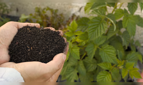 1772777425 j2df2HJHI6 fertiliserkharifagricultureMar06jpg 7I71gDXZlt