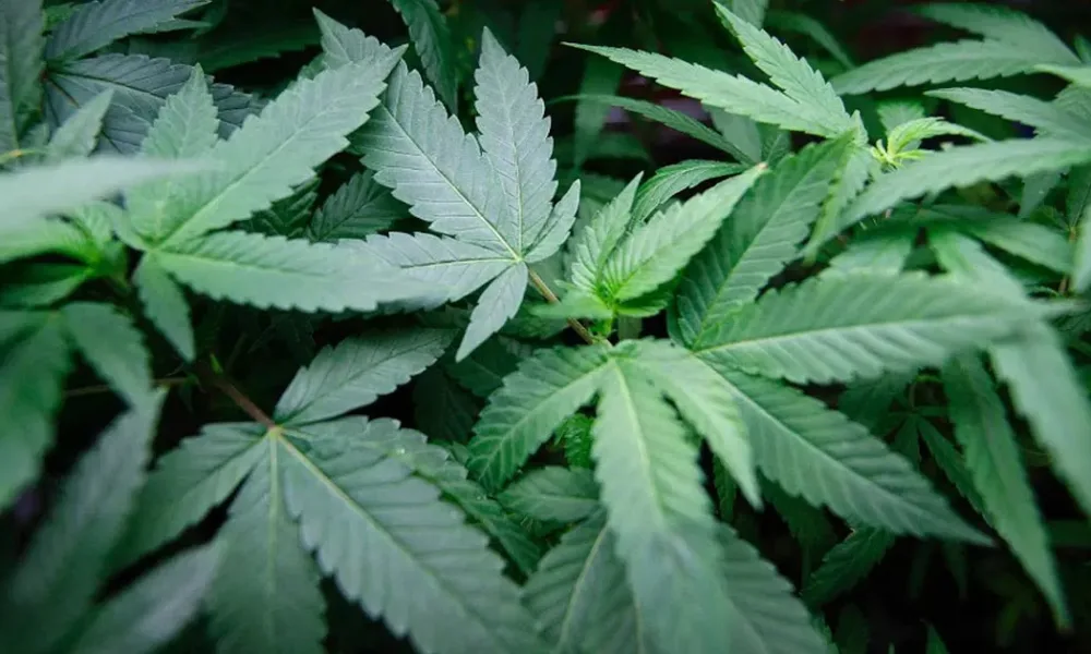 1776962109 marijuana horizontal large gallery 1