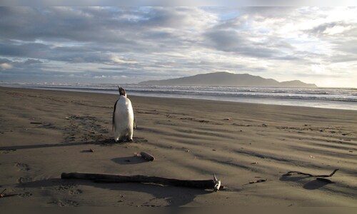 2011 06 21t230000z 914102392 gm1e76m0vfm01 rtrmadp 3 newzealand 2026 04 47d9cb9631390af5c8ef4e97436f