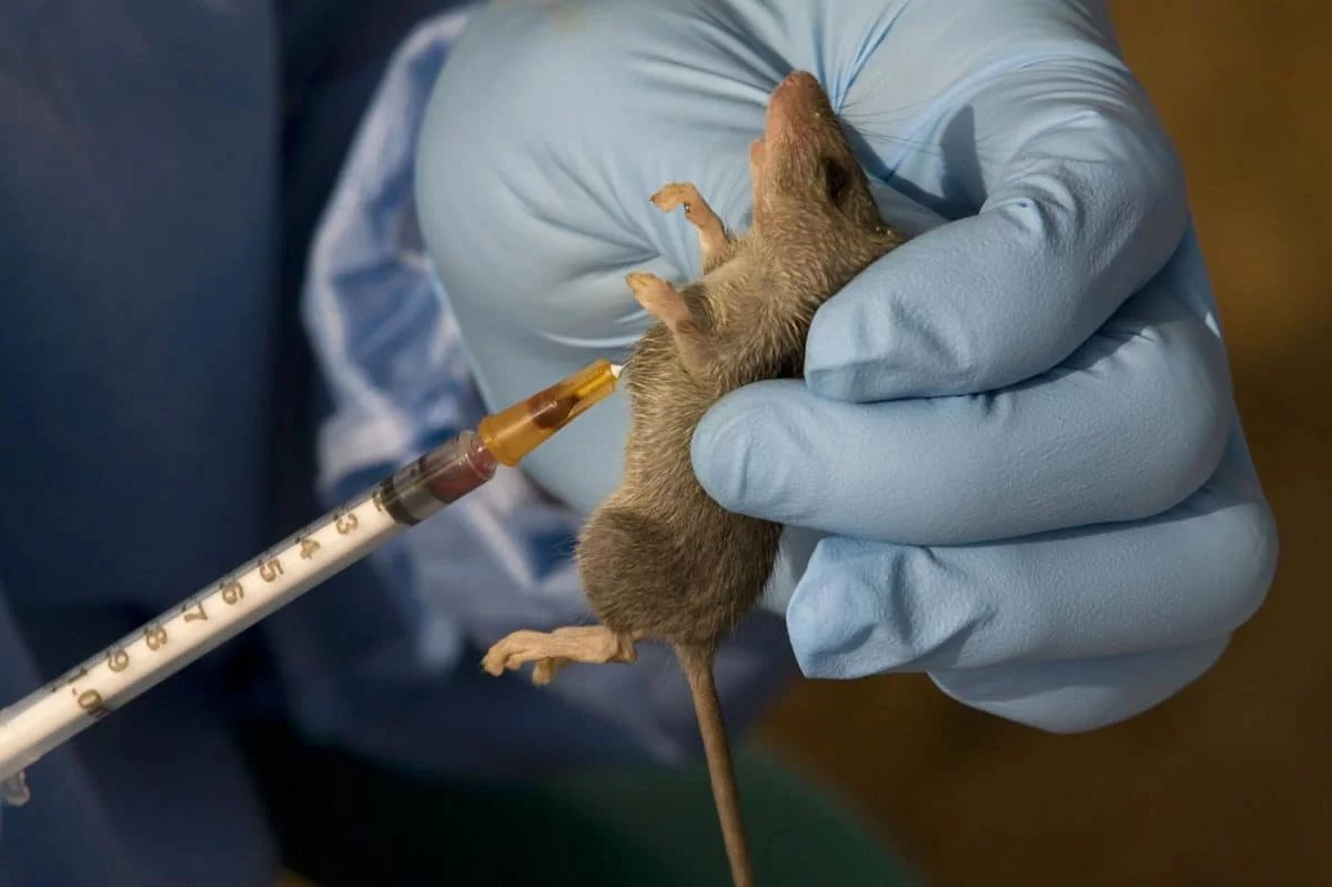 LASSA FEVER aEzY17.webp