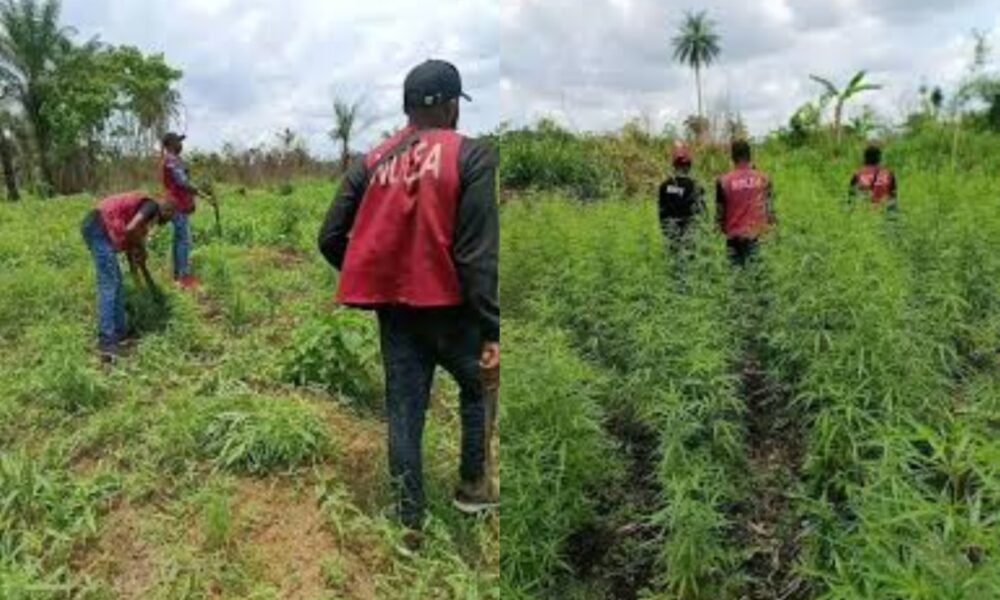 NDLEA destroy illegal cannabis farm