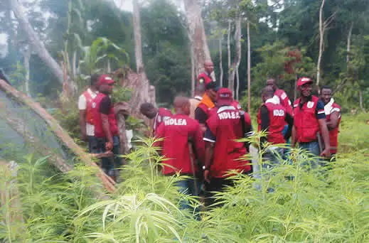 NDLEA operatives on a cannabis farm