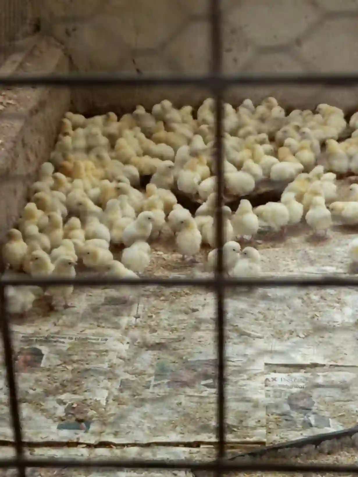 PicsArt 04 06 08.03.59.webp.webp