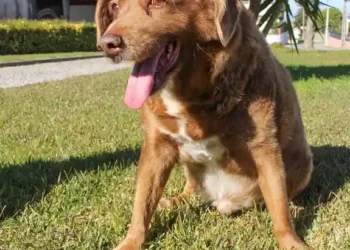 Enugu announces outbreak of rabies in Igbo-Etiti 