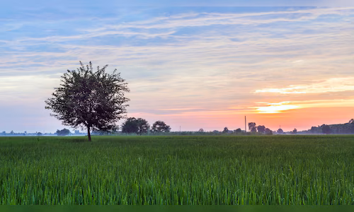 gareema feature images 65 2025 12 6fe3976a6c3e47aab30a71349628f7fd