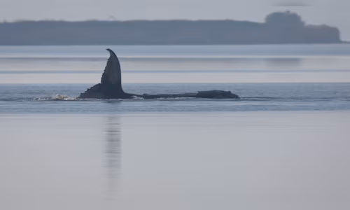 humpback whale timmy 1 2026 04 59d78003fb8ae6b0027768bbb9a3d382