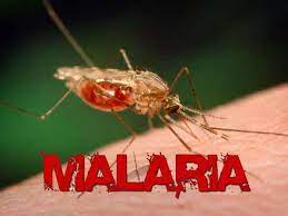 malaria mosquito