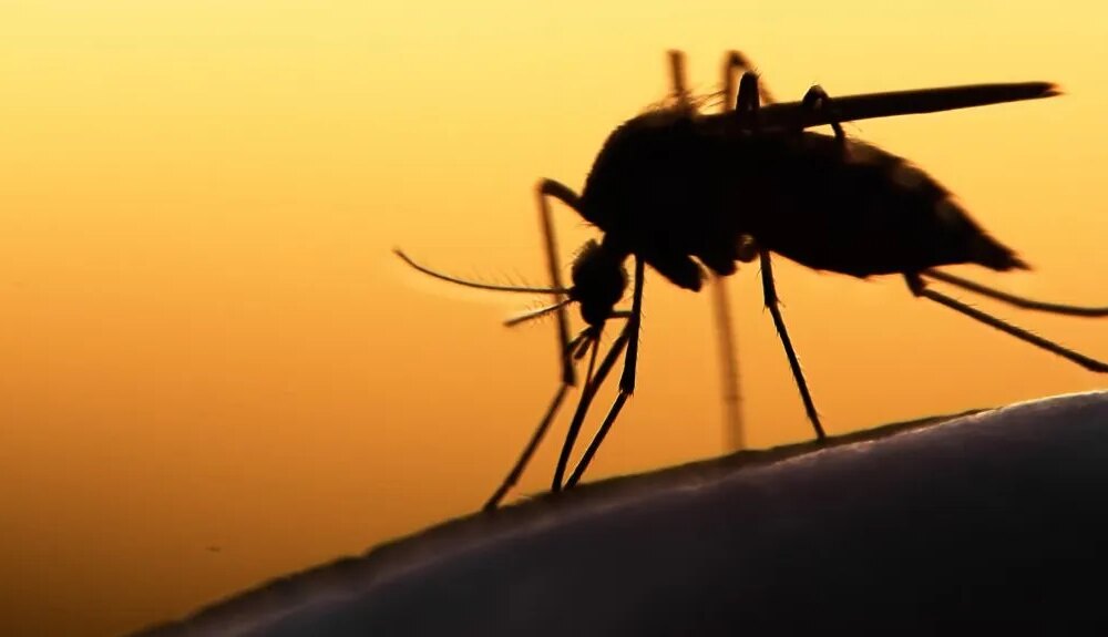 mosquito malaria