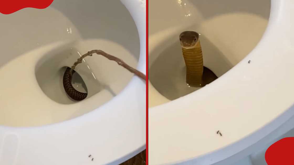 Terrifying moment man records king cobra emerging from toilet: "That was close"