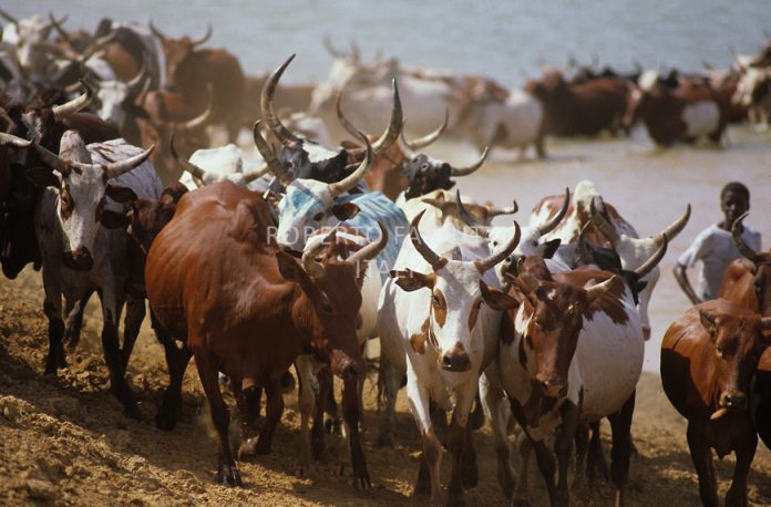 Herdsmen