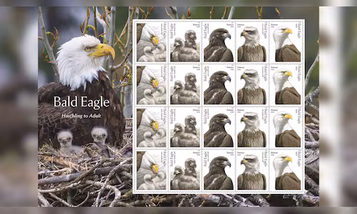 bald eagle stamp 1 2026 05 d46cbe07f74dc199d187041041e75a6c