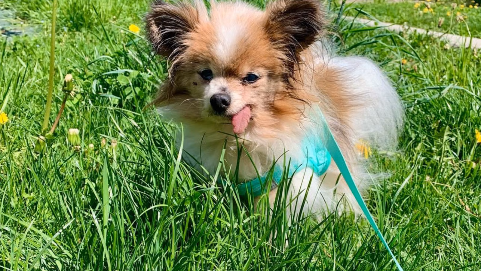 lazare