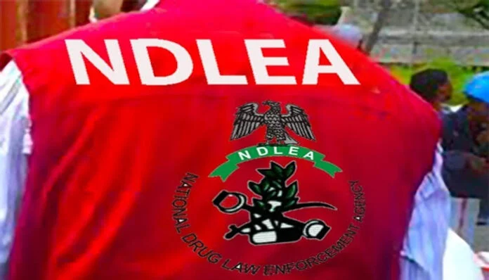 ndlea raids kano drug joints arrests 6 suspects